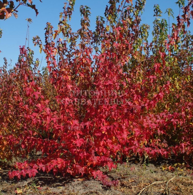 Клен Гиннала (С20, 080-100)