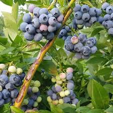 Саженцы голубики, возраст 3 года С2 Либерти