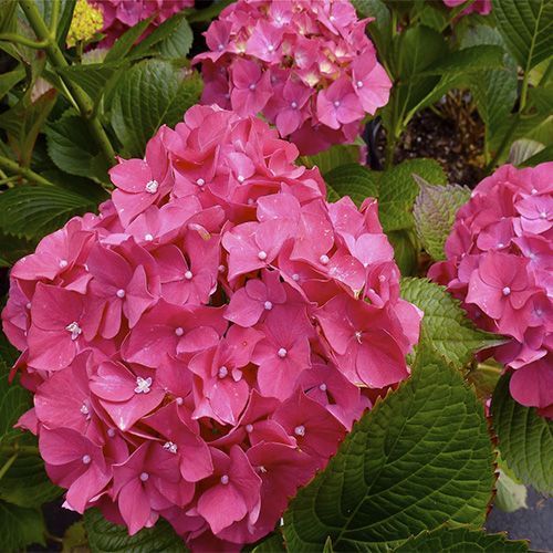 Гортензия крупнолистная "Glowing Embers" (Глоуин Эмберс)