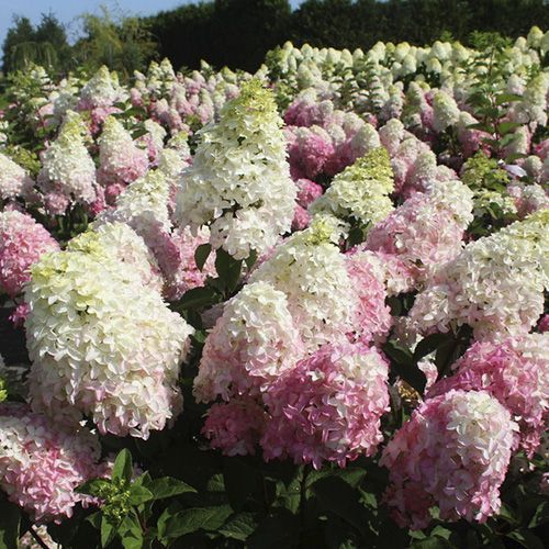 Гортензия метельчатая "Fraise melba" (Фрейс Мелба)