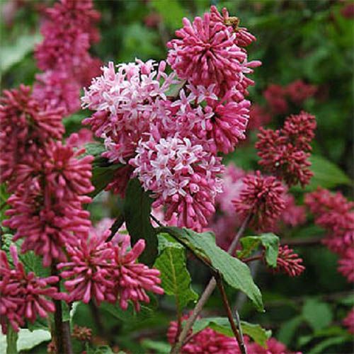 Сирень Престона "Nocturne" (Ноктюрн)