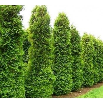 Туя Кинг Брабант 180-200см Курск