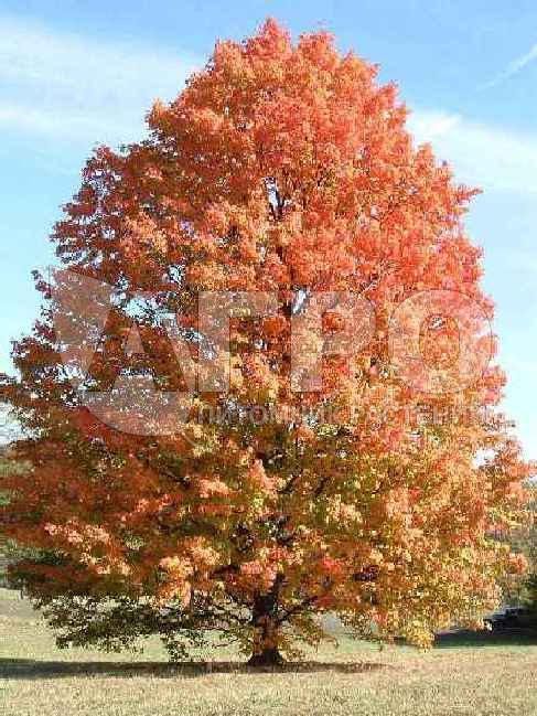 Клен сахаристый штамб (С47, 10/12, 300-350)