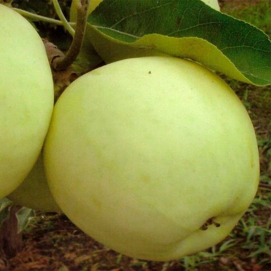 Яблоня Антоновка