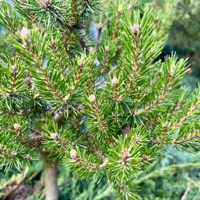 Сосна горная "Варелла" 40-45 (Гз)