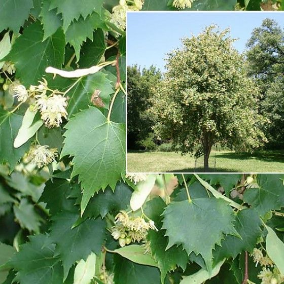 Липа монгольская