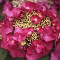 Гортензия крупнолистная "Rotschwanz" (Ротшванс)