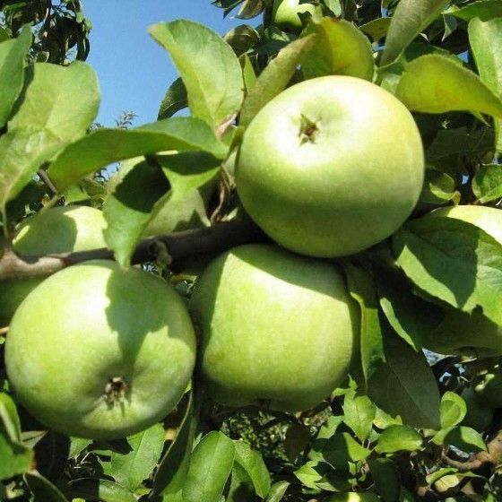 Яблоня Симиренко