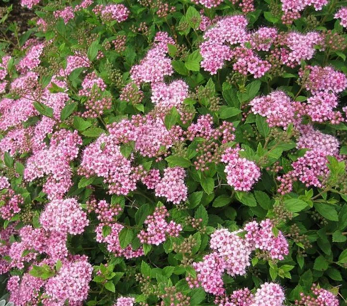 Спирея Литл Принцесс