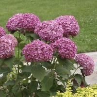 Гортензия древовидная "Pink Annebelle" (Пинк Аннабель)