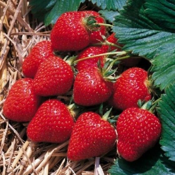 Земляника Остара