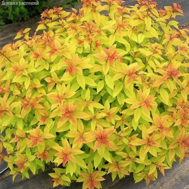 Спирея японская "Голдмаунд" С3