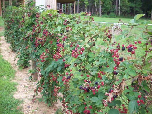 Ежевика Торнфри