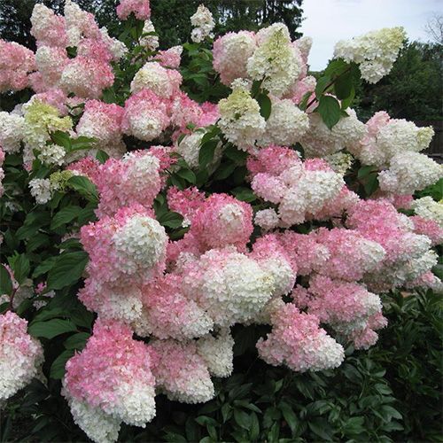 Гортензия метельчатая "Vanille fraise" (Ваниле Фрайз)