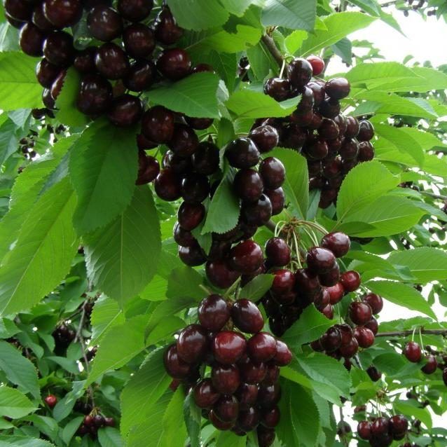 Черешня Народная Сюбаровой