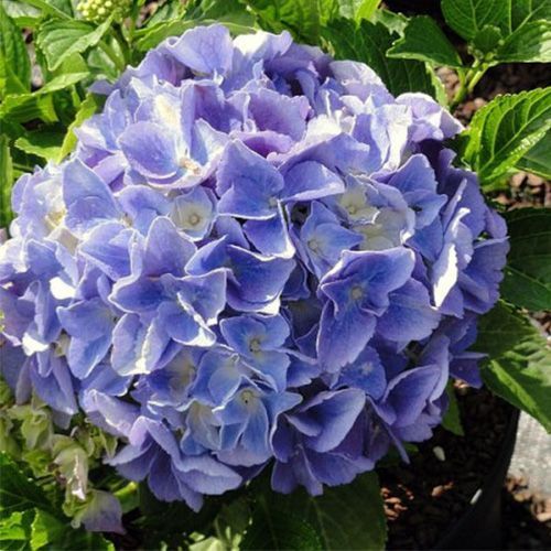 Гортензия крупнолистная "Lavblaa" (Лавбла)