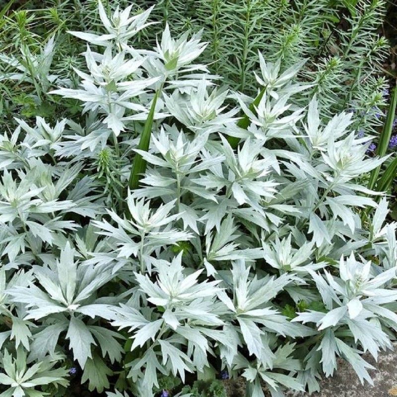 Полынь Людовика (С2-С3)