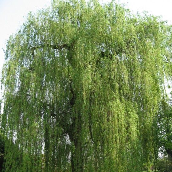 Ива Белая 500-600