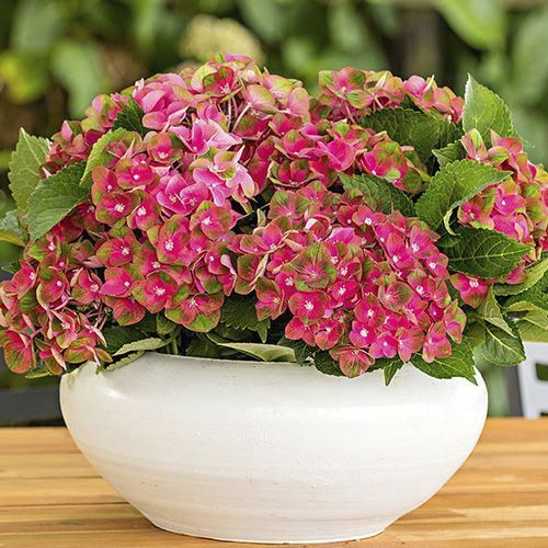 Гортензия крупнолистная "Rembrandt Rosso Glory" (Рембрандт Россо Глори)