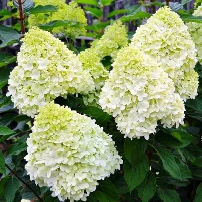 Гортензия РБ метельчатая "Полар Бир"