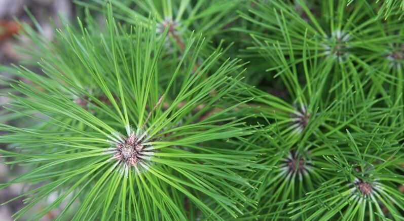 Сосна чёрная 60-80 (Гз)