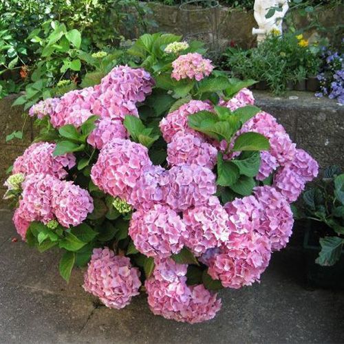 Гортензия крупнолистная "Fasan" (Фейзен)