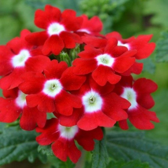 Вербена Дефианс