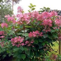 Гортензия штамбовая "Early Sensation" (эрли Сенсейшен)