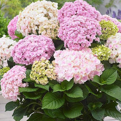 Гортензия крупнолистная "Doppio Nuvola" (Допио Ньювола)