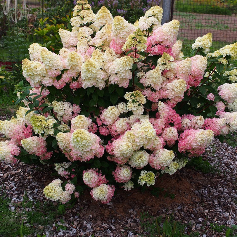 Гортензия метельчатая Мэджикал Кэндл Курск