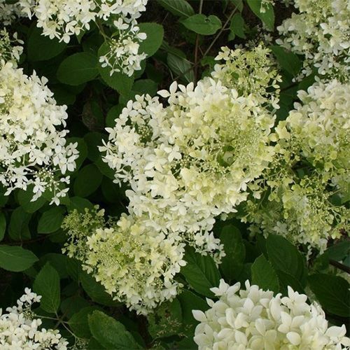 Гортензия метельчатая "Dentelle de Gorron" (Дентель Де Горрон)