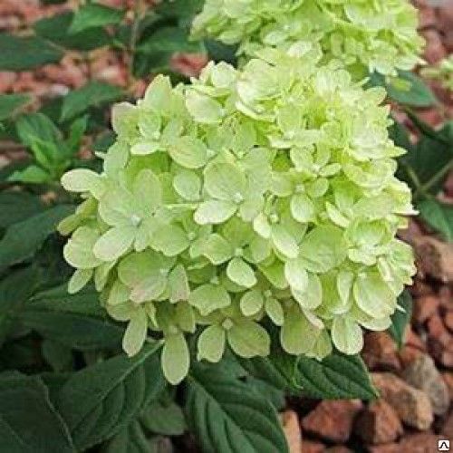 Гортензия метельчатая 'Little Lime' (С7-10, 040-060)