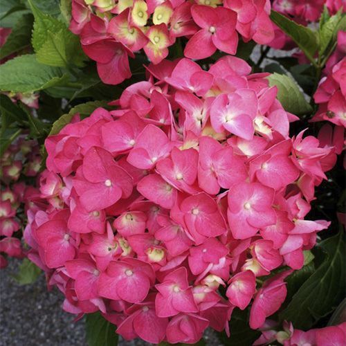 Гортензия крупнолистная "Leuchtfeuer" (Лейхтфоер)