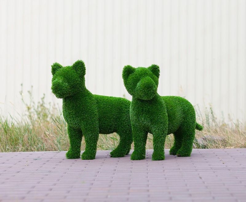 Львенок зеленый