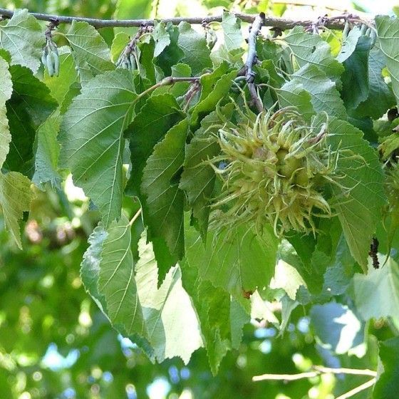 Орех медвежий