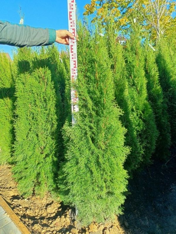 Туя западная Смарагд 140-160