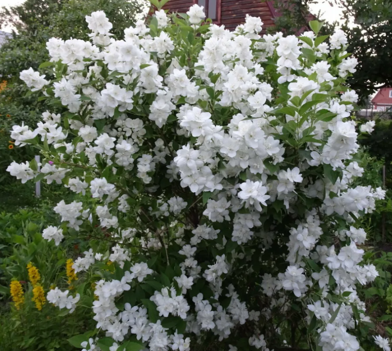 Чубушник махровый