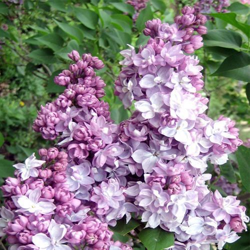 Сирень обыкновенная "Mishel Buchner" (Мишель Бюхнер)