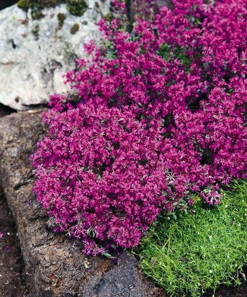 Тимьян ранний 'Red Carpet' (С1.5)