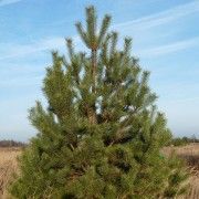 Сосна обыкновенная