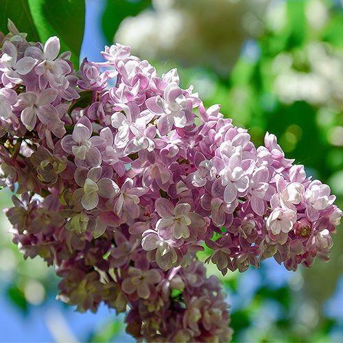 Сирень обыкновенная "Белая ночь"