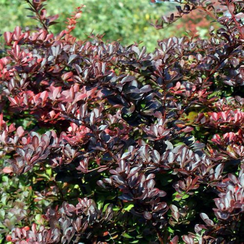 Барбарис Тунберга "Carmen" (Кармен)