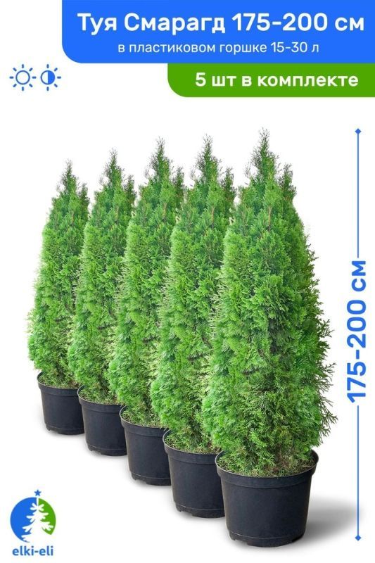 Туя западная Смарагд 175-200 (Беларусь)