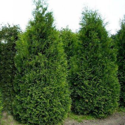 Туя Кинг Брабант 140-160 см