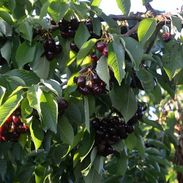 Черешня Ленинградская черная