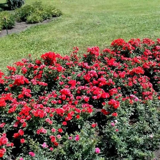 Роза бордюрная