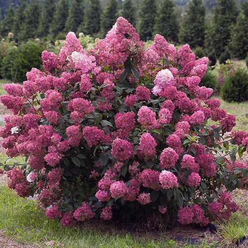 Гортензия метельчатая "Wim`s Red" (Вимс Ред)