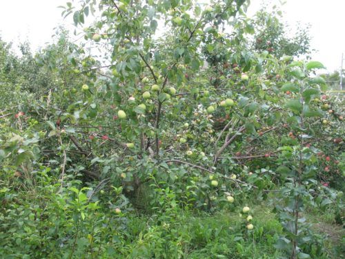 Яблоня Синап Орловский