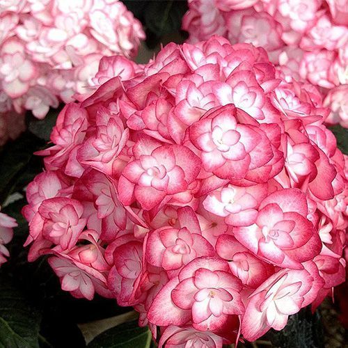 Гортензия крупнолистная "Miss Saori" (Мисс Саори)