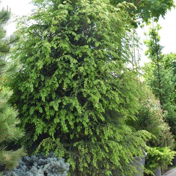 Тсуга канадская